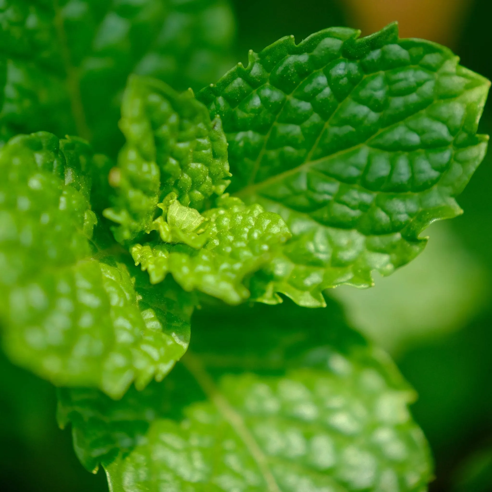 Ginger Peppermint Lip Glow